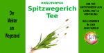 Spitzwegerich Tee | Plantago lanceolata